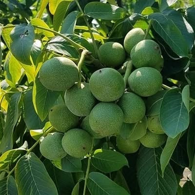 ژنوتیپ برتر